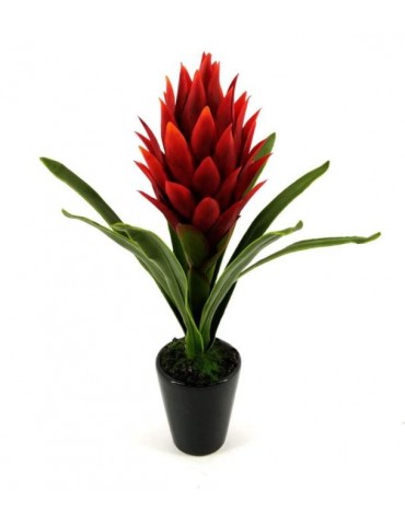 Pineapple flower red